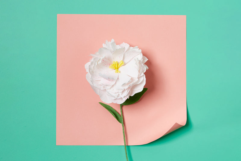 Elevate your crafting skills with our Floral Paper Making Kit. Create a stunning array of peonies, proteas, poppies, daffodils, orchids, starflowers, and hydrangeas that will enchant any space.