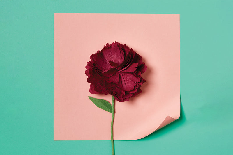 Immerse yourself in the enchanting world of paper flower crafting. Craft lifelike peonies, proteas, poppies, daffodils, orchids, starflowers, and hydrangeas with our comprehensive kit, complete with step-by-step instructions.