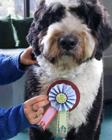 Make Your Own Paper Rosettes Art & Craft Kits Journey of Something