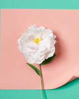 Paper Flower Making Kit Art & Craft Kits Journey of Something