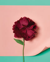 Paper Flower Making Kit Art & Craft Kits Journey of Something