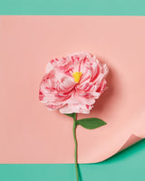 Paper Flower Making Kit Art & Craft Kits Journey of Something